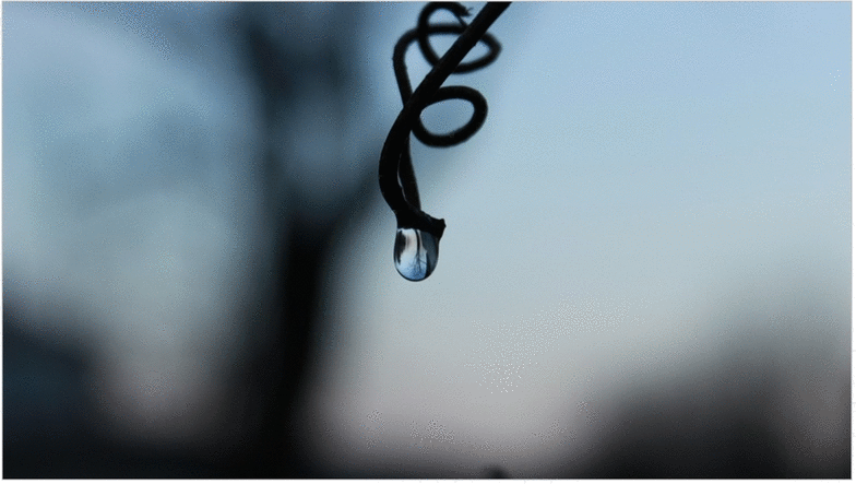 Dew Drop Photo Showing Focal Point