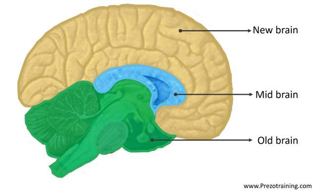 Understanding Human Brain